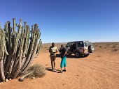 Rast in der Namib