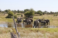 Wasserstelle mit Elefantenherde
